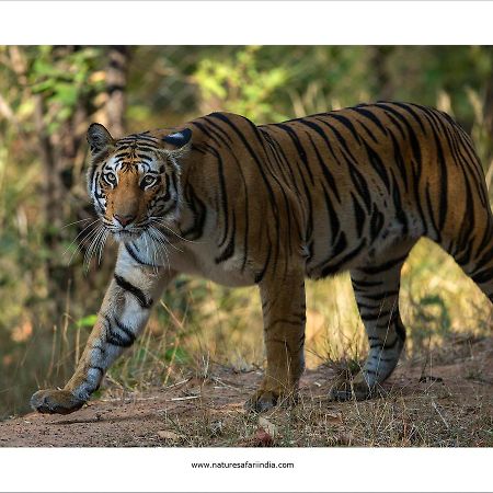 Tiger'S Den Resort Bandhavgarh National Park Bagian luar foto