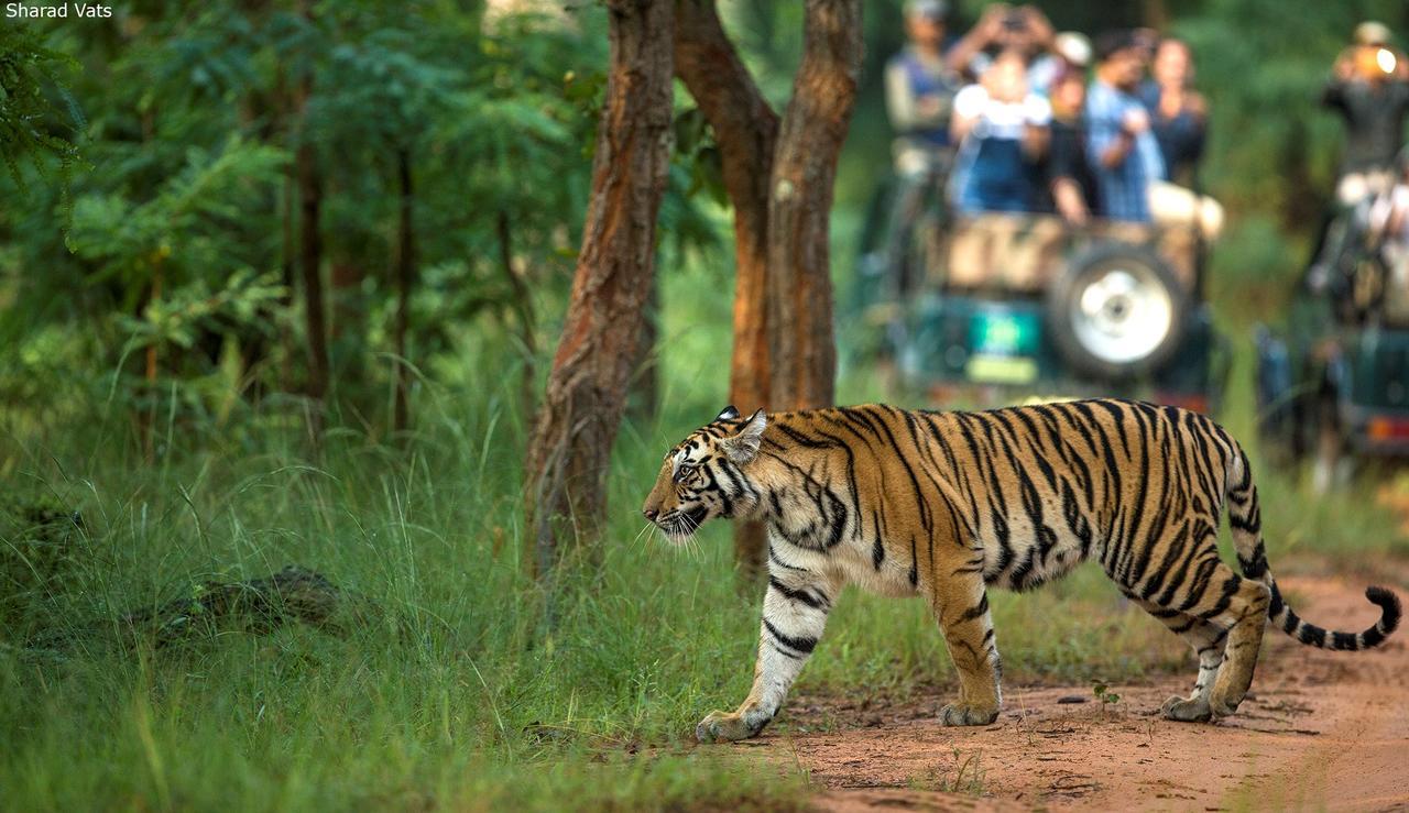 Tiger'S Den Resort Bandhavgarh National Park Bagian luar foto