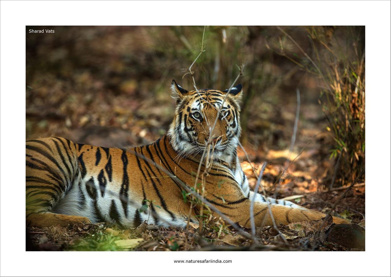 Tiger'S Den Resort Bandhavgarh National Park Bagian luar foto
