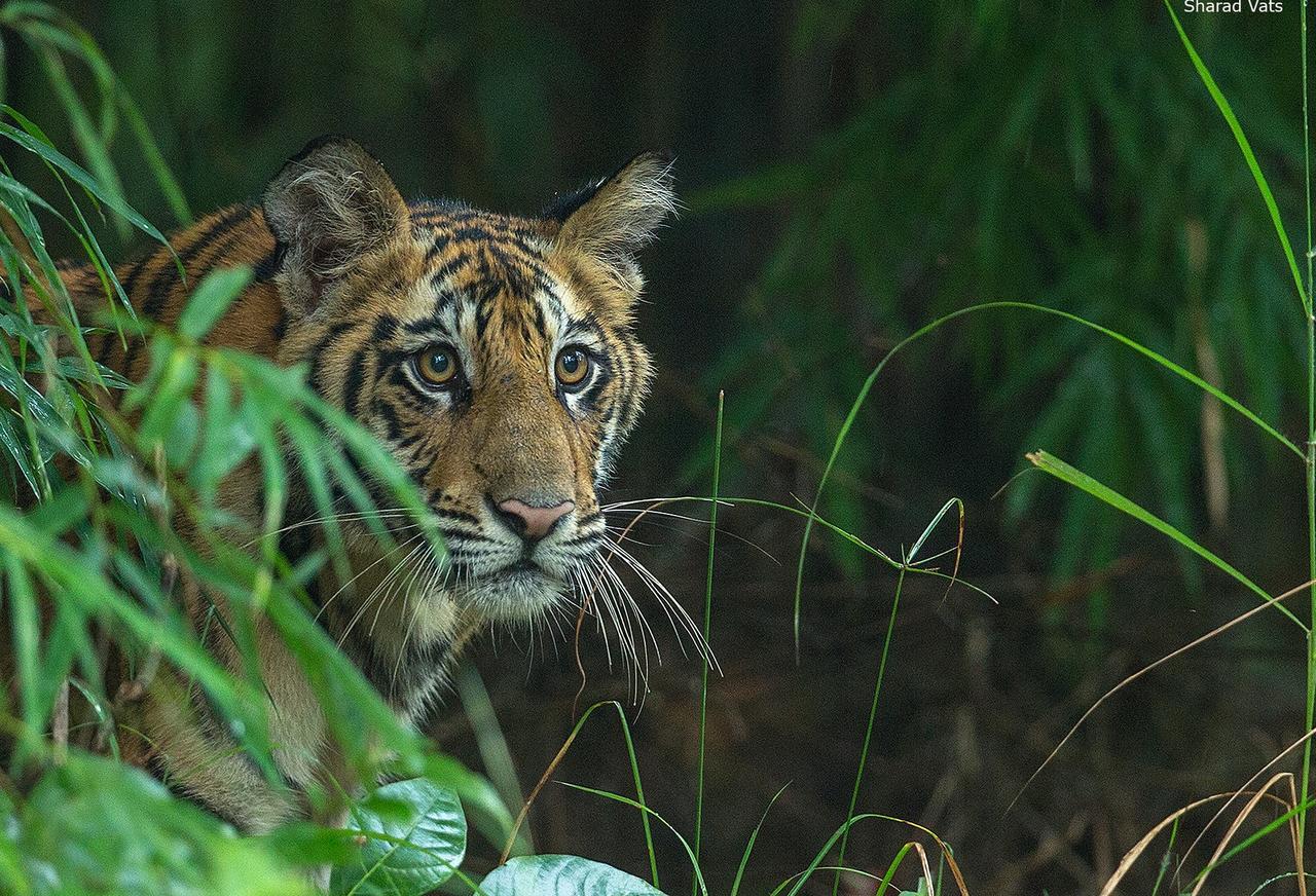 Tiger'S Den Resort Bandhavgarh National Park Bagian luar foto