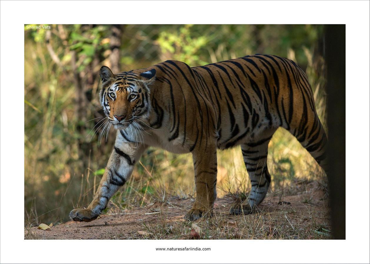 Tiger'S Den Resort Bandhavgarh National Park Bagian luar foto